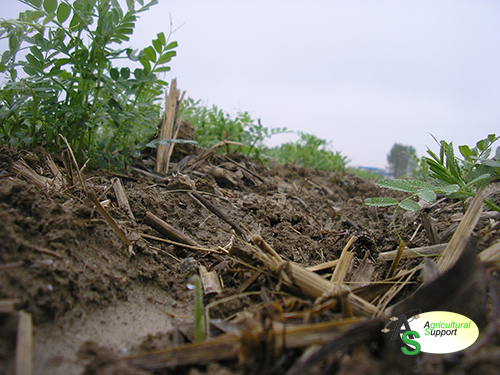 Cover Crops Agricultural Support